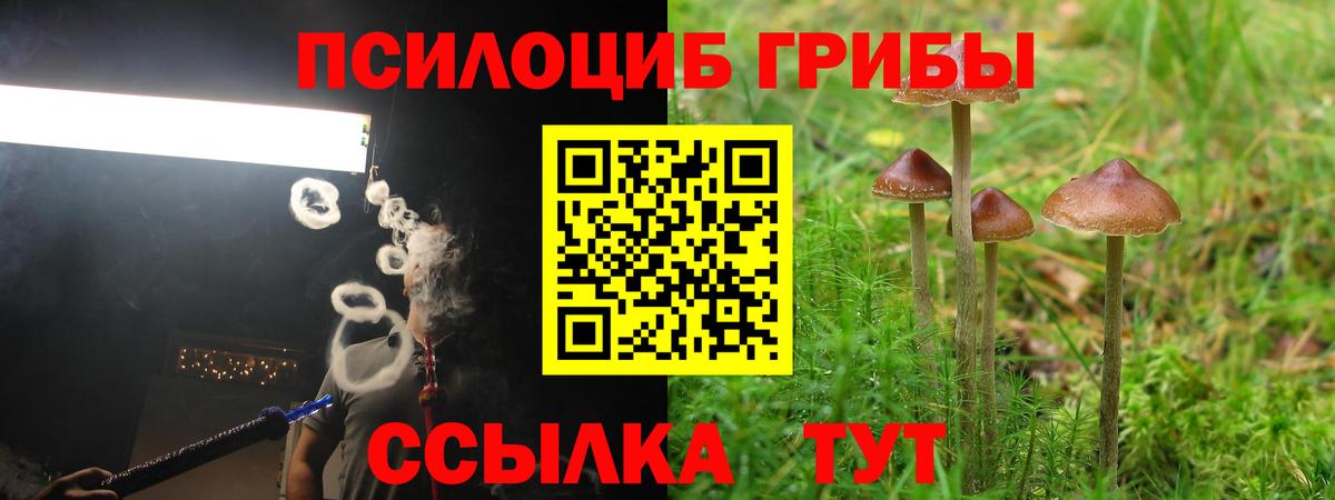 Котовск  Псилоцибиновые грибы Cubensis  Вход с VPN 